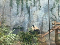 -深圳野生动物园
