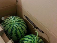 -南汇新场正宗水蜜桃采摘