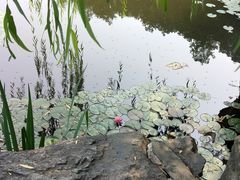 -香山公园