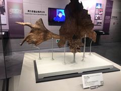 -北京周口店北京人遗址博物馆