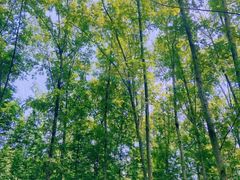 -桤木河湿地公园