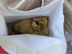 -武汉紫薇都市田园