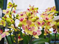 -荷兰花海