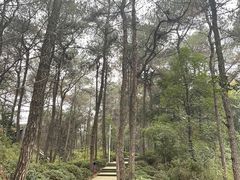 -铁山坪森林公园