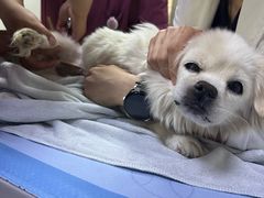 -美联众合动物医院·24h转诊中心