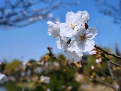 -绍兴镜湖国家城市湿地公园