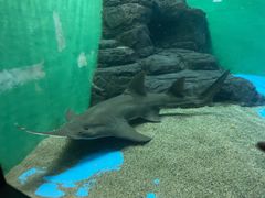 -上海海洋水族馆