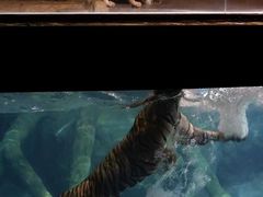 -清迈夜间动物园