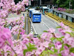 -深圳仙湖植物园-停车场