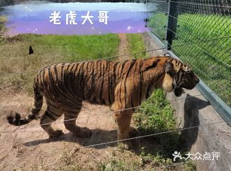 「长沙生态动物园」 大家好，我是喜爱吃喝玩乐的小河豚