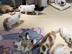 -momokira米努特·德文卷毛猫·棉花面纱犬