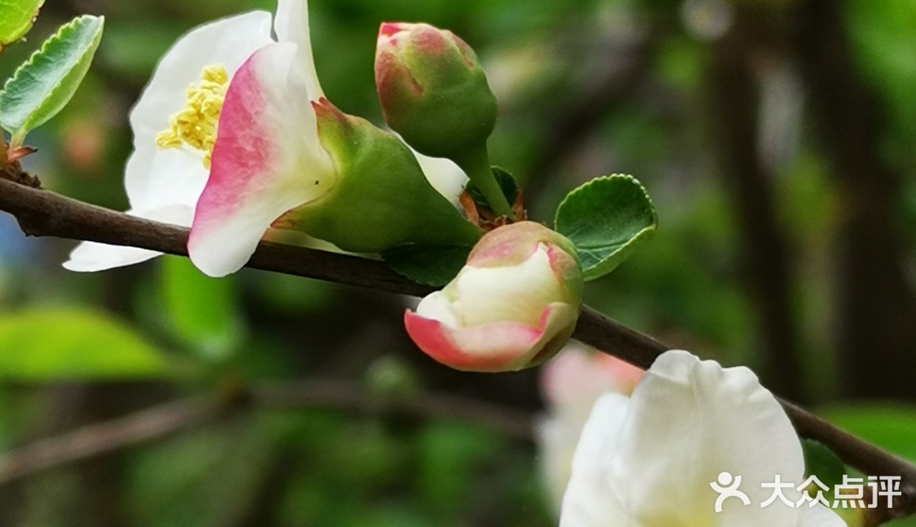 毛叶木瓜是一种春季看花秋季观果的多用途花果药用植物