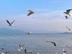 -深圳湾公园(南山区)