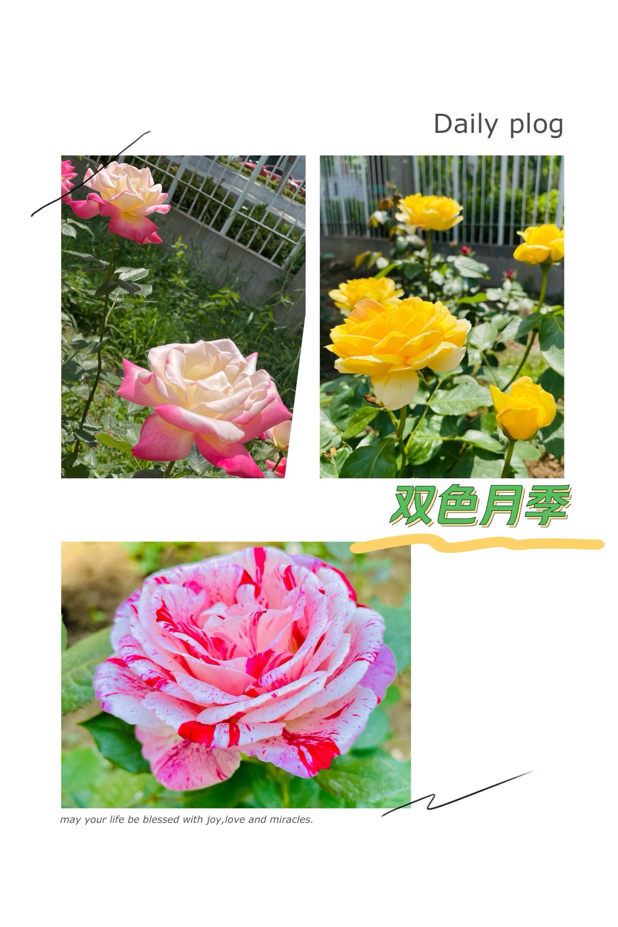 季节的第一朵花