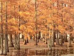 -白鹭湾湿地公园