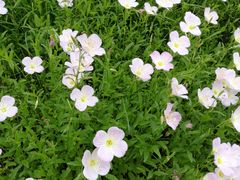 -艾溪湖湿地公园