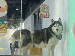 -Husky Go! 哈士奇体验馆·宠物咖啡厅狗咖