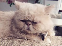 萌喵咖啡屋-萌喵宠狗爱心宠咖