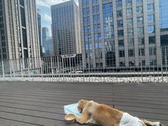 -百好乐宠物友好餐厅(朝外大街店)