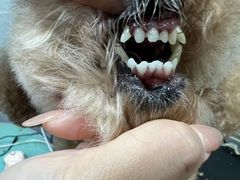 -宠福鑫康馨动物医院·骨科·眼科