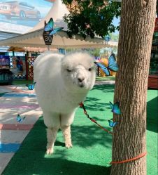 -萌宠亲子动物乐园(槐房万达店)