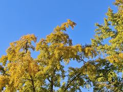 -三里屯东五街银杏大道