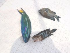 -小猫钓鱼海钓俱乐部(椰梦长廊店)