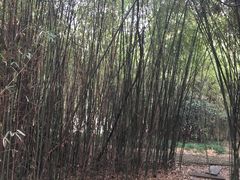 -金鸡湖桃花岛