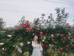-都江堰玫瑰花溪谷