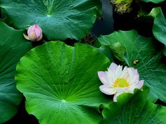 -上海醉白池公园
