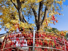 -会龙寺