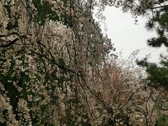 -西安青龙寺遗址景区