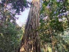 -中国科学院西双版纳热带植物园