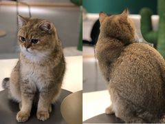 -飞行喵MR PILOT|猫舍·猫咖(静安大融城店)