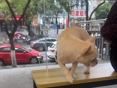 -艾贝尔宠物医院 ·中兽医·宠保定点(北门桥店)