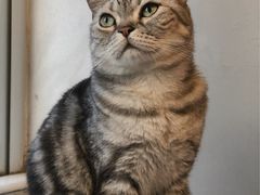 -猫儿山۰猫主题餐厅