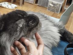 -青石桥花鸟鱼虫市场(叠翠城店)