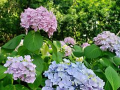 -白塘生态植物园