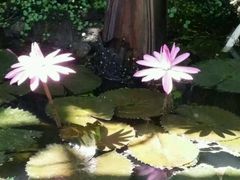 -槟城植物园