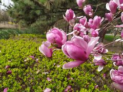 -大兴滨河森林公园