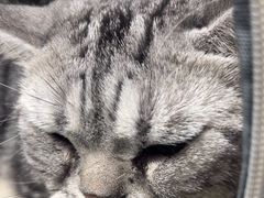 -瑞派·关忠动物医院·猫专科·犬专科(三环新城店)