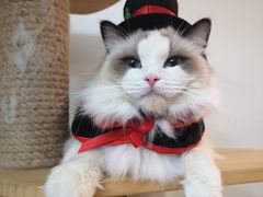 -Bastet sally猫舍购宠(静安店)