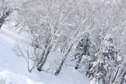 -大秃顶子山