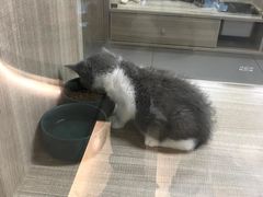 -飞行喵MR PILOT|猫舍·猫咖(静安大融城店)
