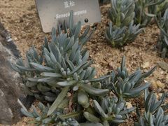 -深圳仙湖植物园