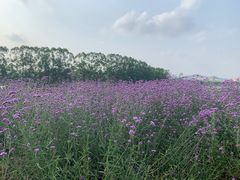 -光明小镇欢乐田园