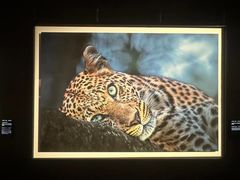 -罗红摄影艺术馆