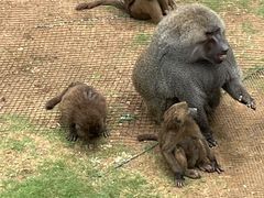 -西霞口神雕山野生动物世界