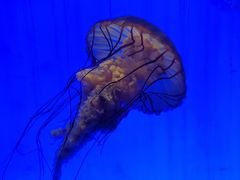 -上海海洋水族馆