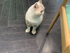 -猫色咖啡·猫咖